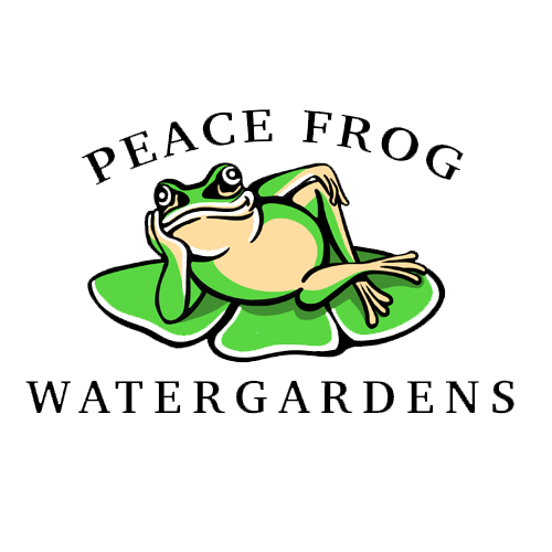 logo 500×500 color clear